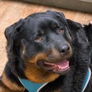 Meet your Posher, Rodney